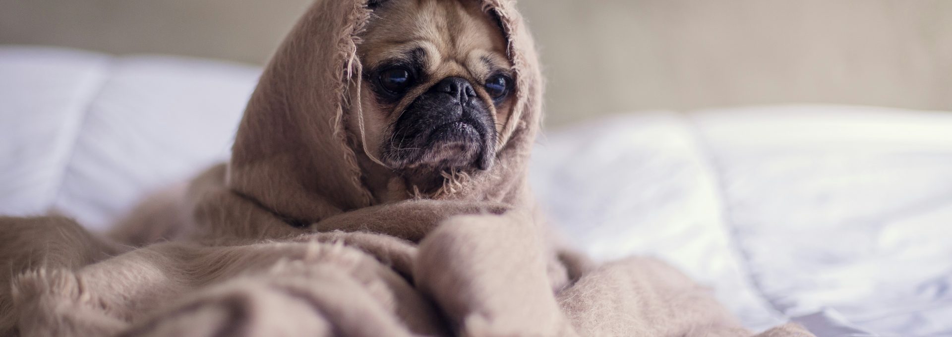 pug covered with blanket on bedspread