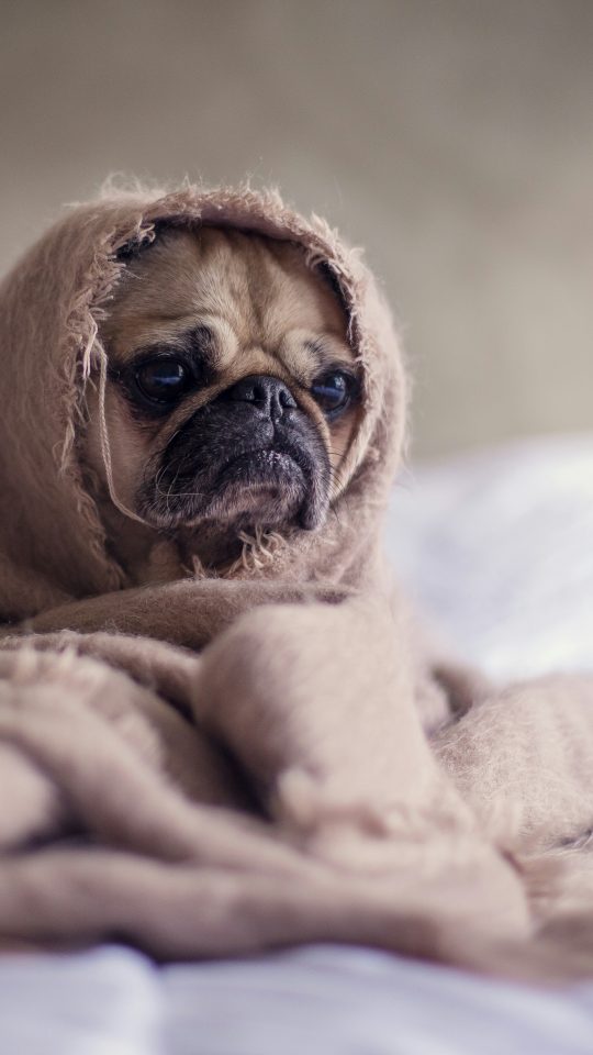 pug covered with blanket on bedspread