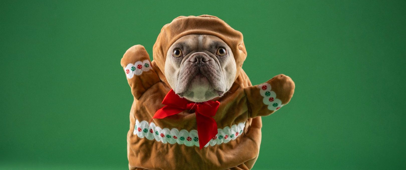 a dog dressed up as a gingerbread man at The Hudson